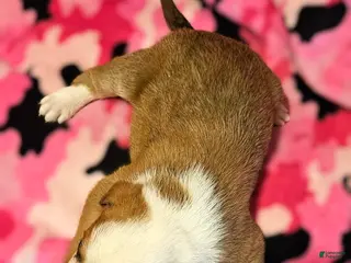 Border Collie dogs Quaker - Ad 12