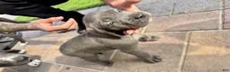 Mixed Breed dogs for sale: Mixed Breed Puppy 1 (purple)  - Ad 5