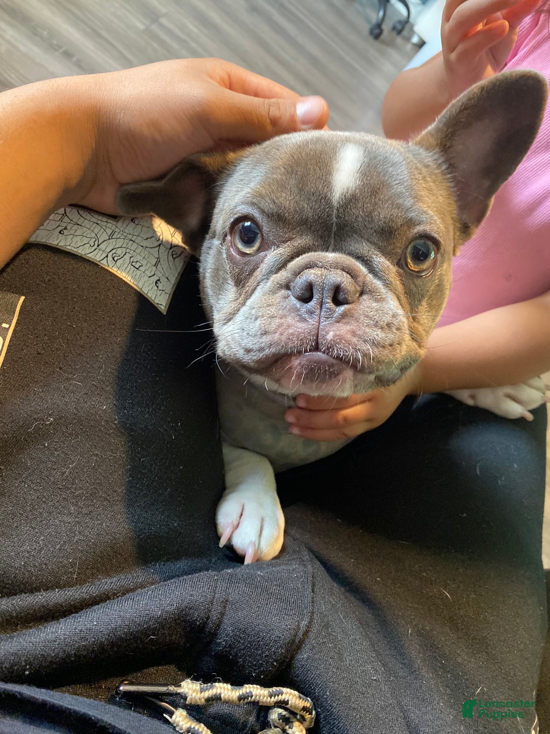 French Bulldog dogs for sale: French Bulldog Puppy  - Ad 1