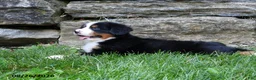 Bernese Mountain Dog dogs for sale: Alexander - Ad 4