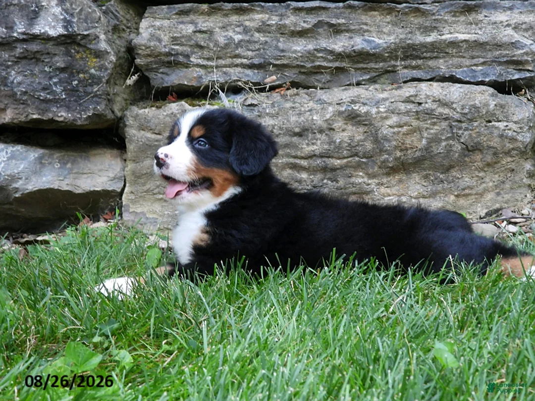 Bernese Mountain Dog dogs for sale: Alexander - Ad 4