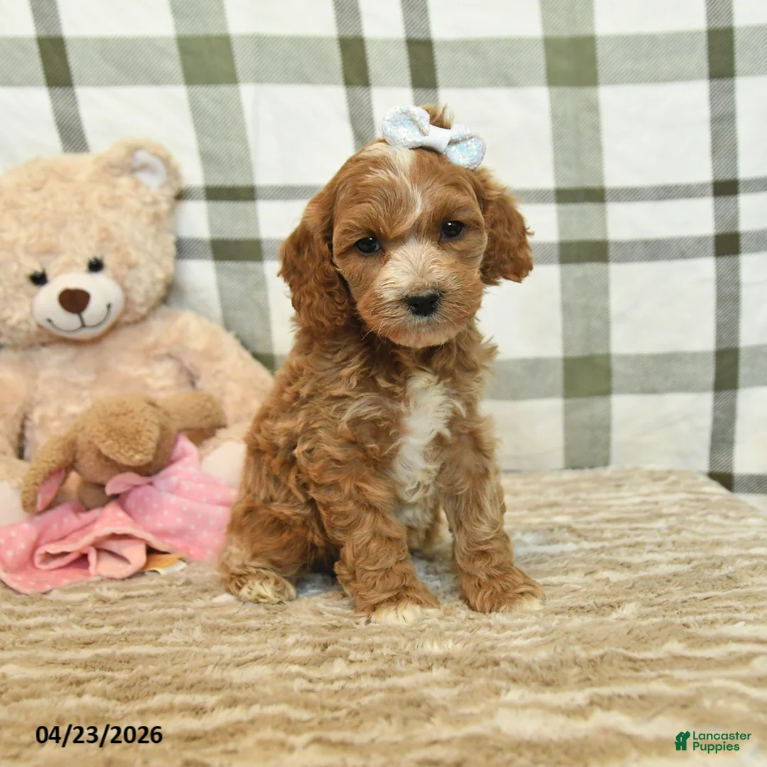 Cockapoo dogs for sale: Sunset - Ad 1