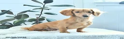 Miniature Dachshund dogs for sale: Kim  - Ad 6