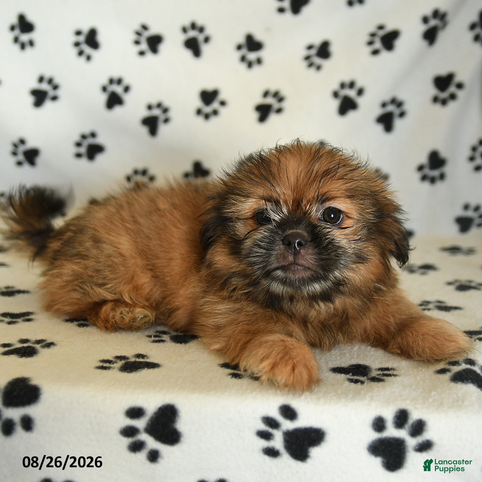 Shih Tzu dogs Zeke - Ad 2