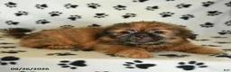 Shih Tzu dogs for sale: Zeke - Ad 2