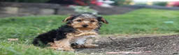 Yorkiepoo dogs for sale: Myles - Ad 5