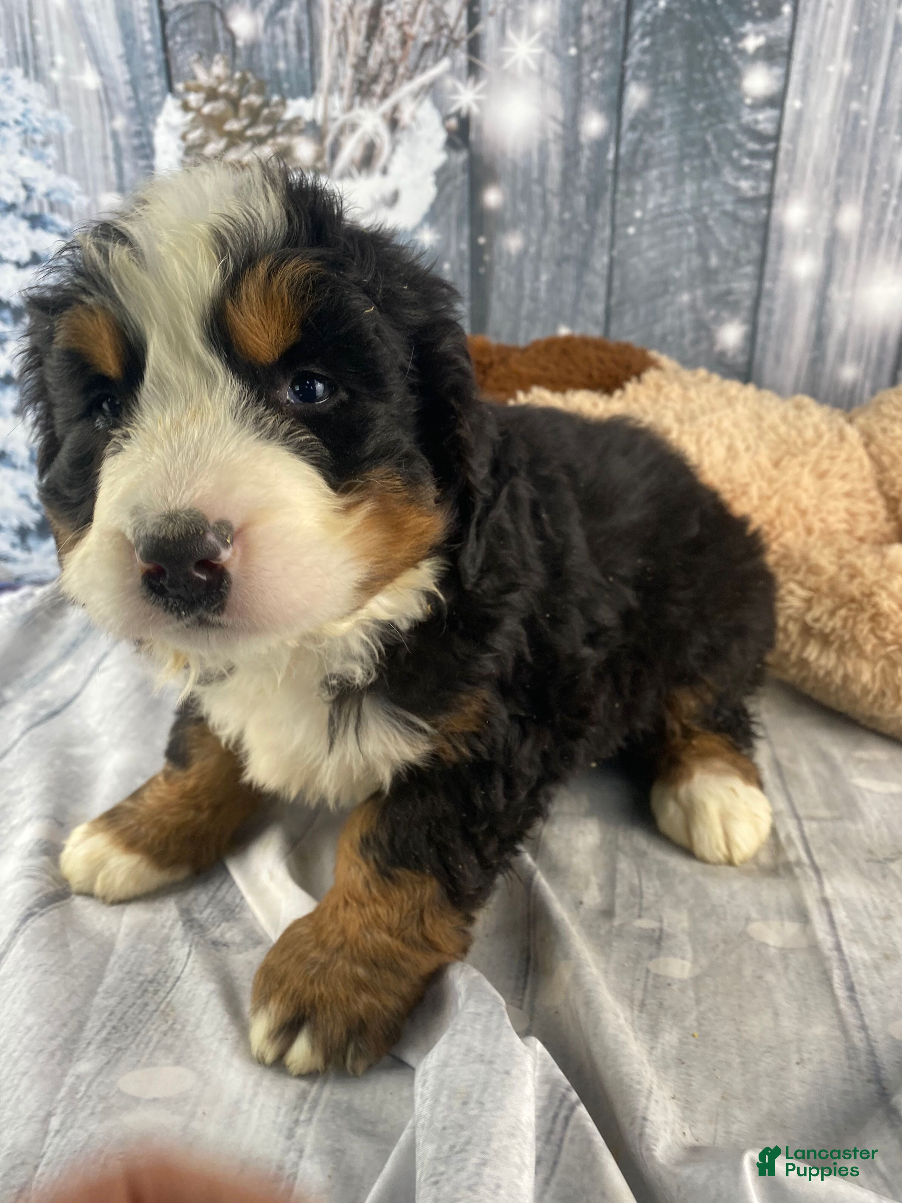 Bernese Mountain Dog dogs Sonny - Ad 2