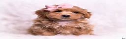 Maltipoo dogs for sale: Sweets - Ad 2