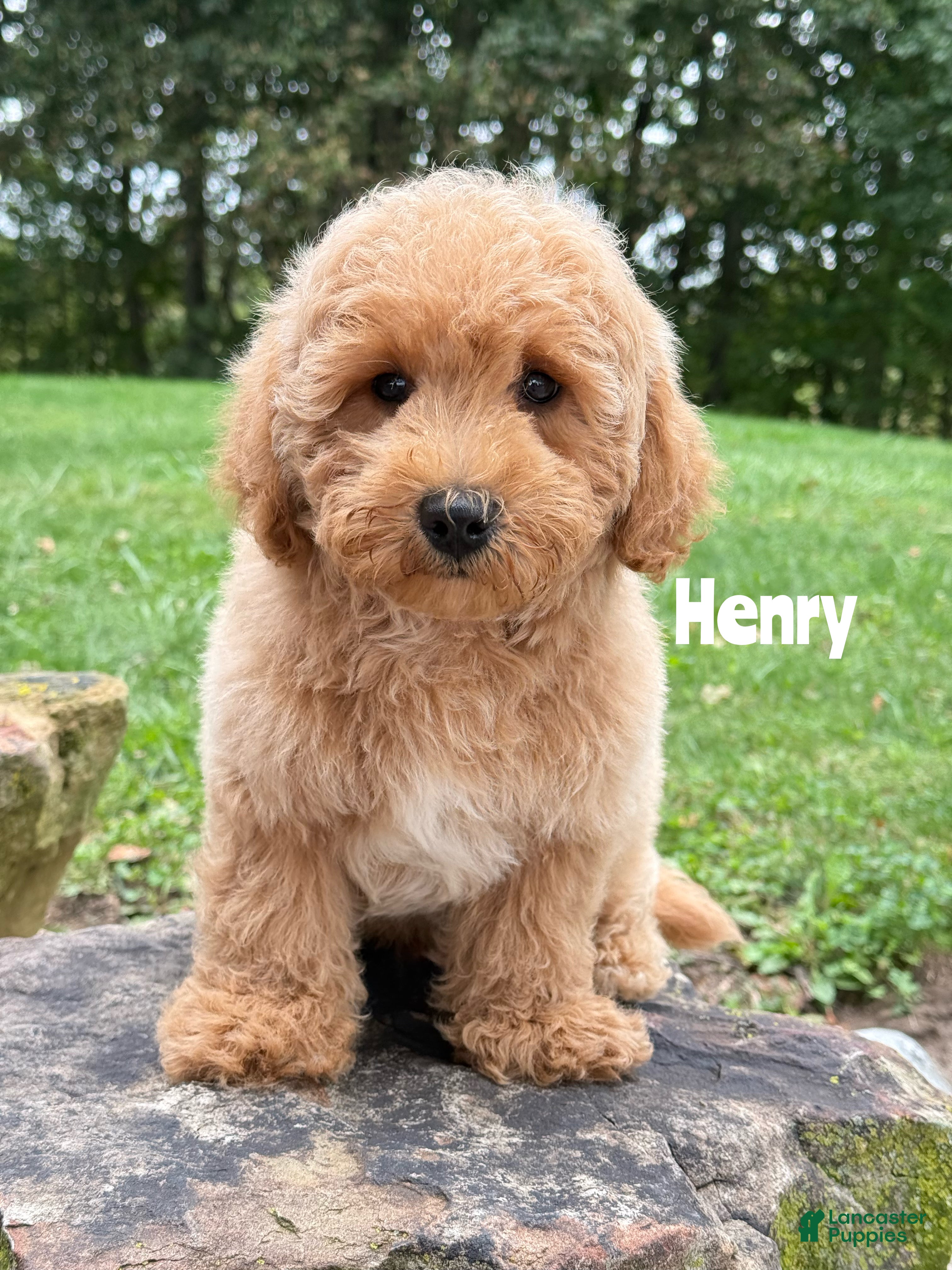 Mini Goldendoodle dogs for sale: Henry - Mini Goldendoodle - Ad 31