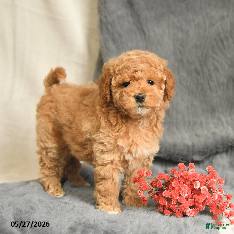 Maltipoo dogs Sandy - Ad 1