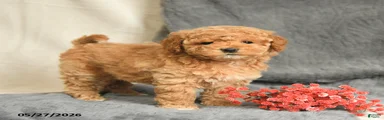 Sandy