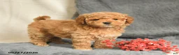 Maltipoo dogs for sale: Sandy - Ad 1