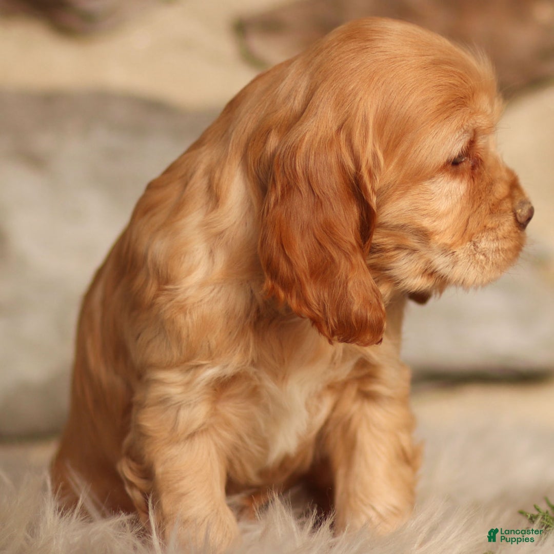 Cocker Spaniel dogs for sale: Denver - Ad 4