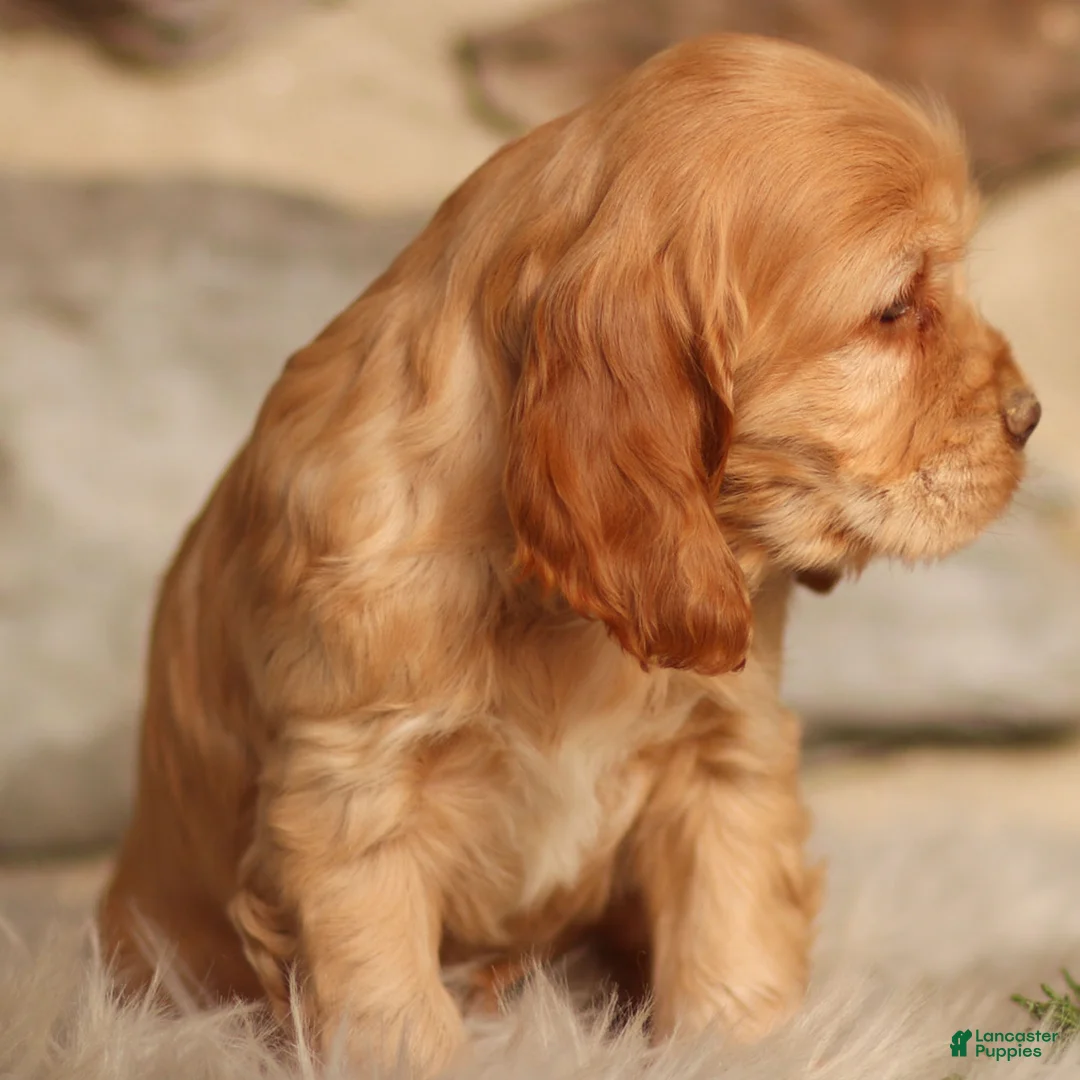 Cocker Spaniel dogs for sale: Denver - Ad 4