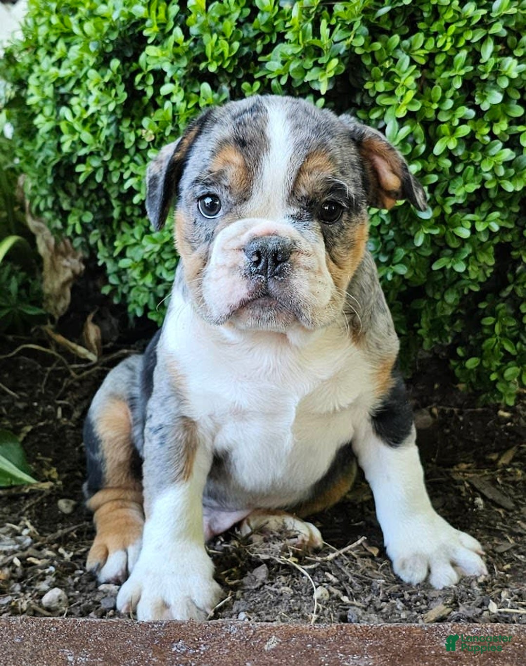 Dog Breeds French Bulldog And Lab Mix French Bulldog English