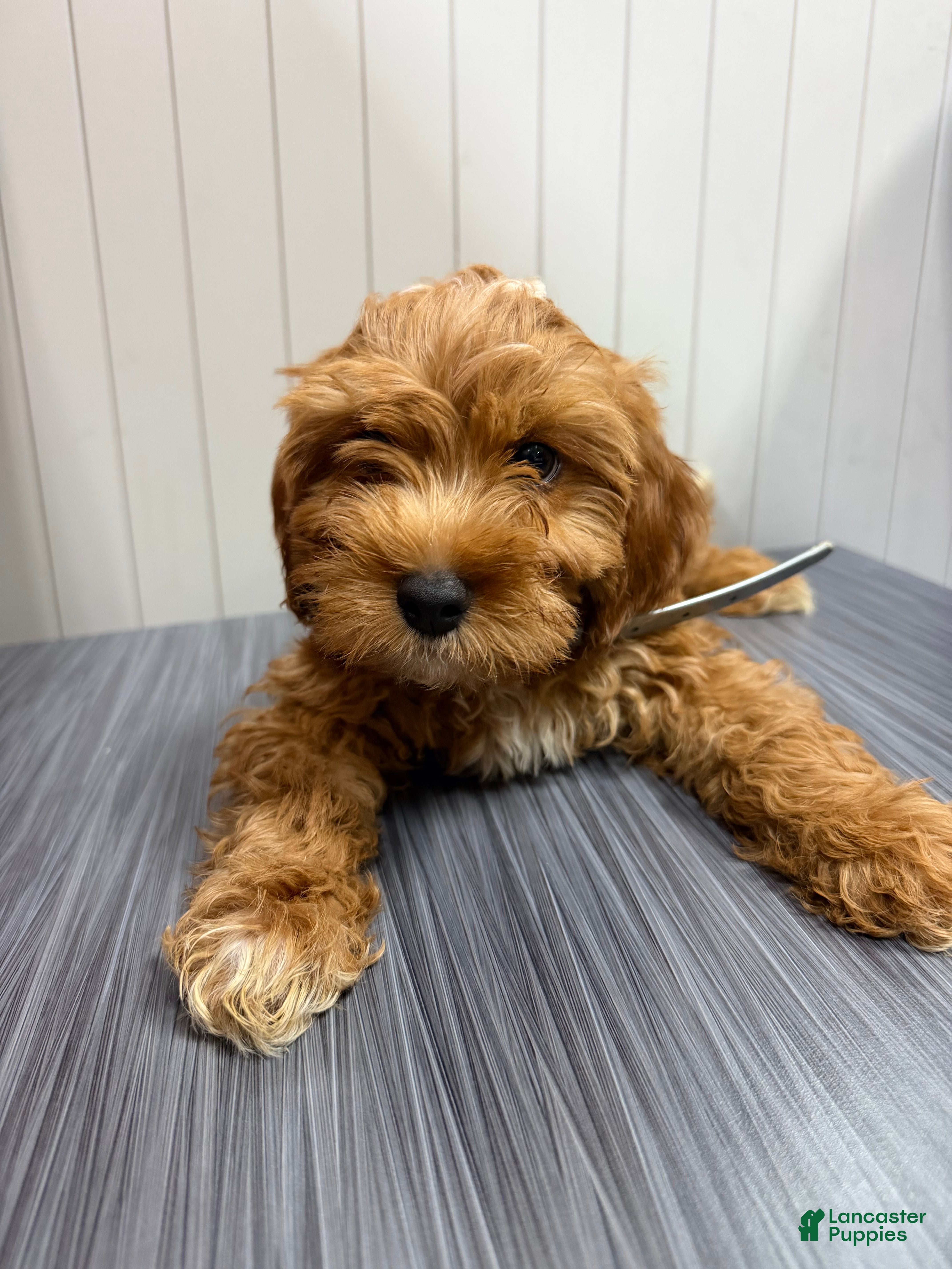 Cavapoo dogs CAVA🐾✅ - Ad 1