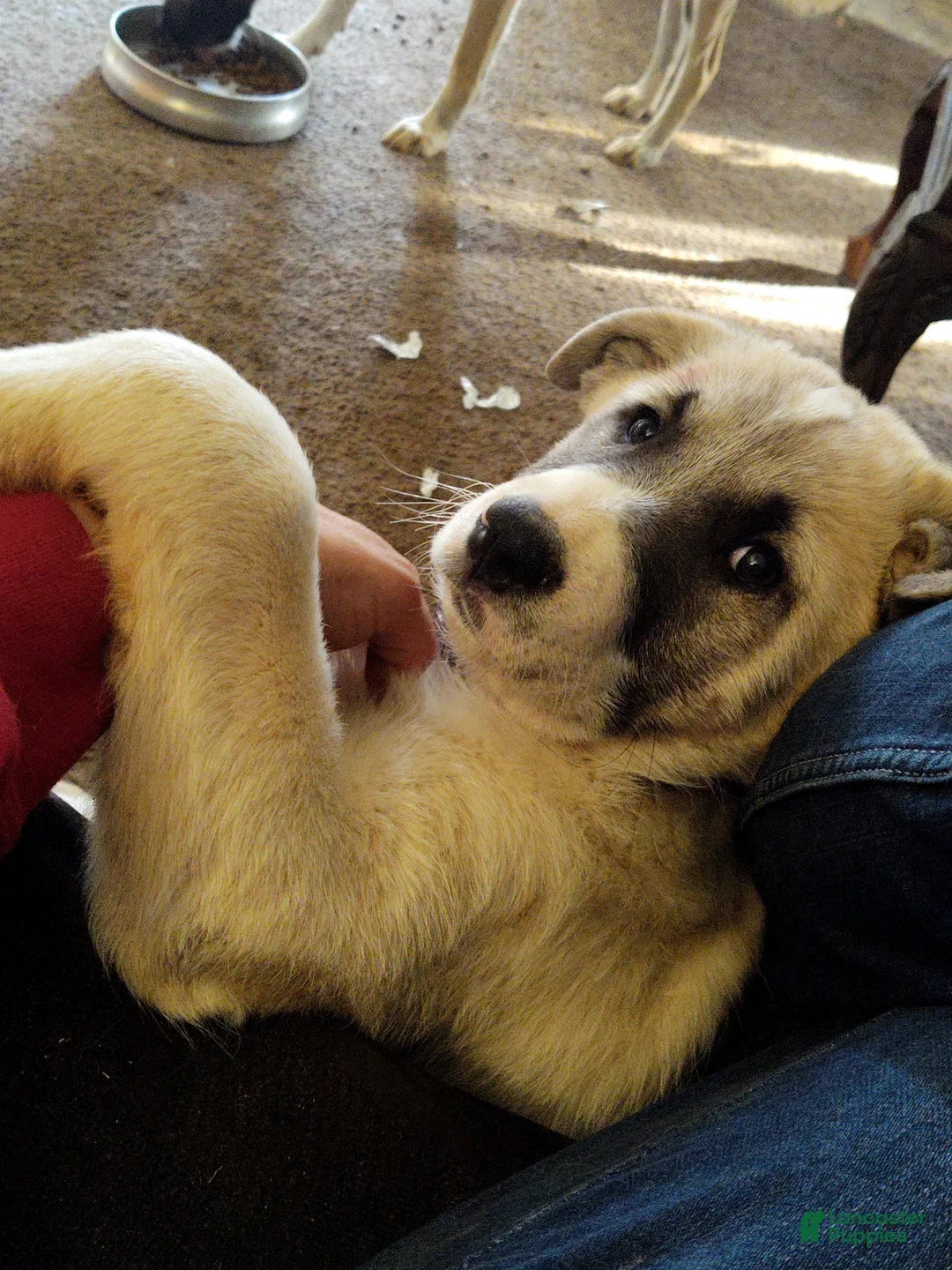 Mixed Breed dogs for sale: Great Pyrenees German Shepherd (Baby JoJo) - Ad 2