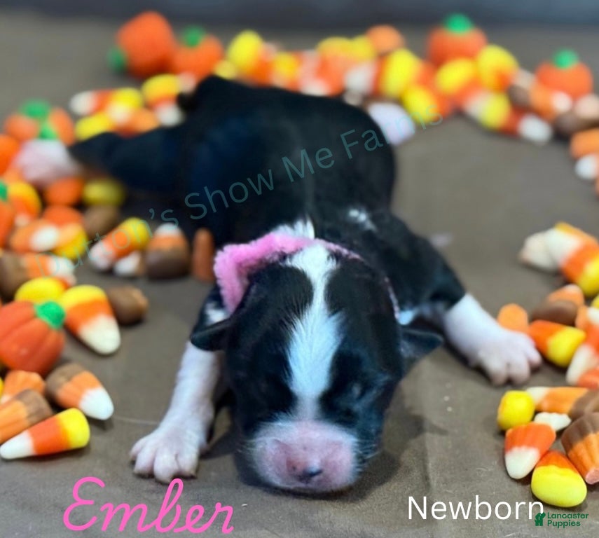 Miniature Australian Shepherd dogs Miniature Australian Shepherd Puppy 3 - Ad 9