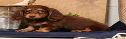Miniature Dachshund dogs for sale: Freddy - Ad 8
