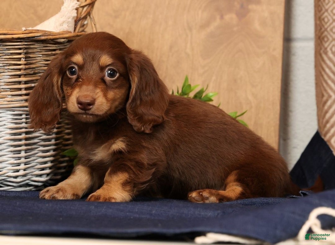 Miniature Dachshund dogs for sale: Freddy - Ad 8