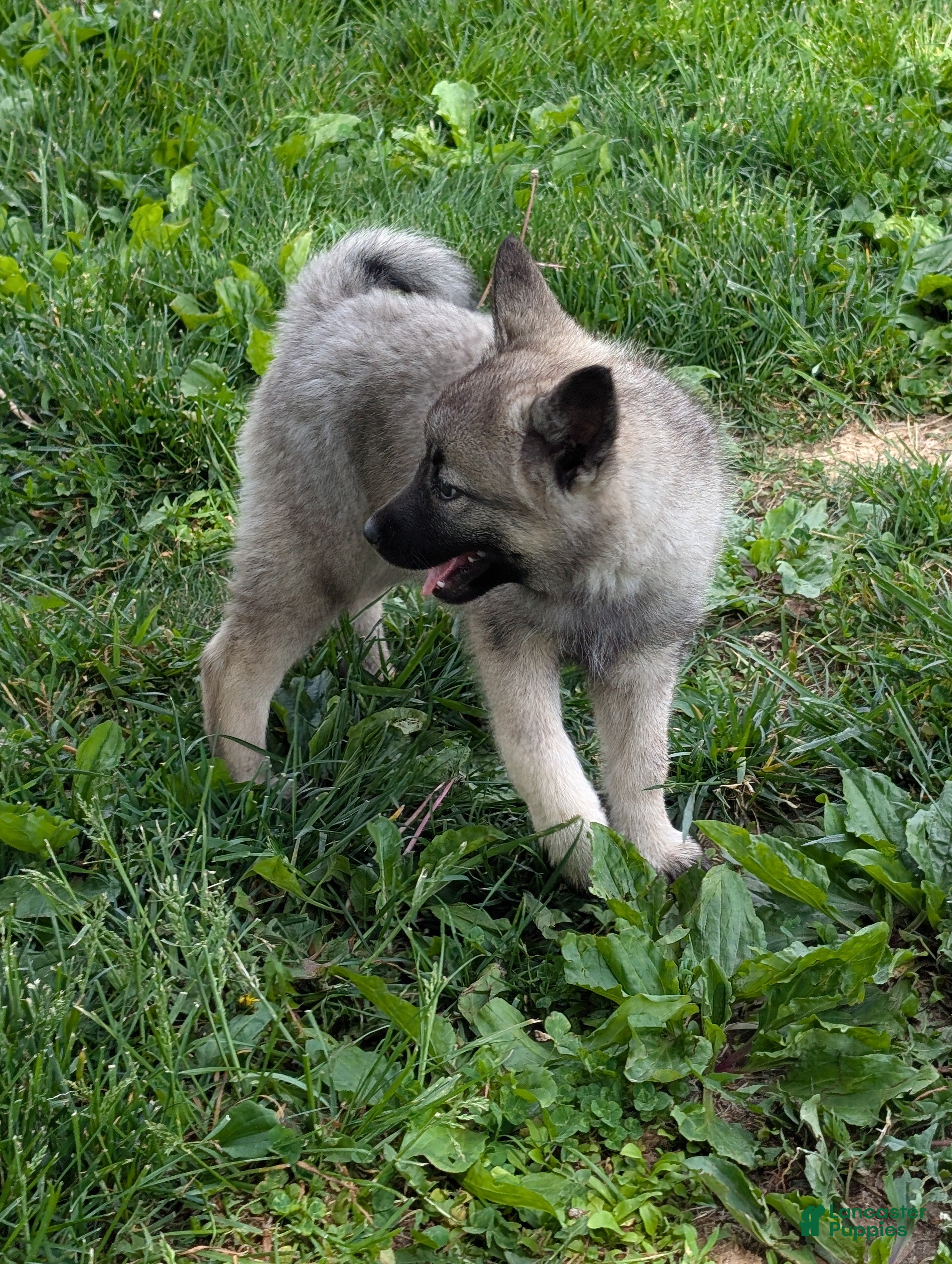 Norwegian Elkhound dogs Miss Yellow - Ad 2