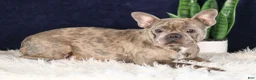 French Bulldog dogs for sale: Jewel - Ad 11