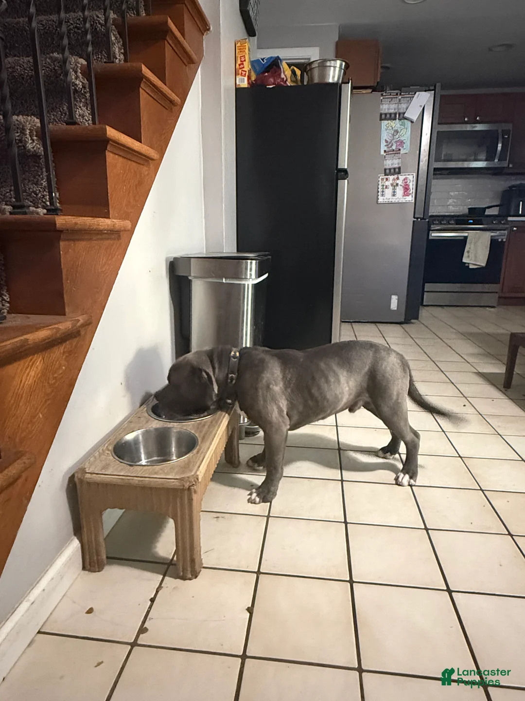 American Bully dogs for sale: American Bully 1 - Ad 2