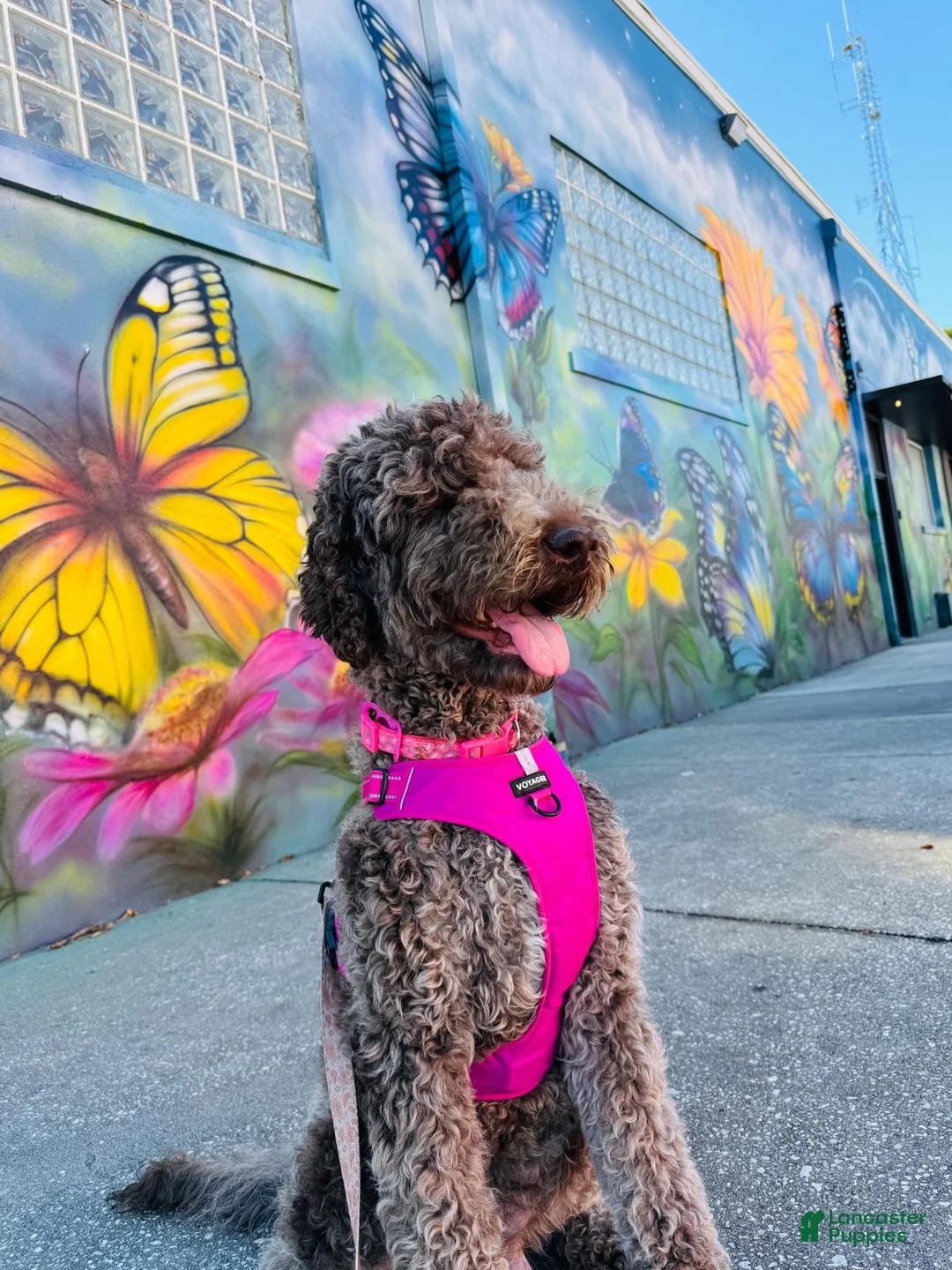 Standard Poodle dogs for sale: Standard Poodle Puppy 1 - Ad 2