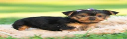 Yorkshire Terrier dogs for sale: Sage - Ad 4