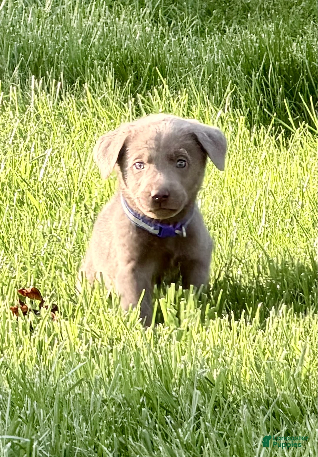Labrador Retriever dogs for sale: Ruger - Ad 2