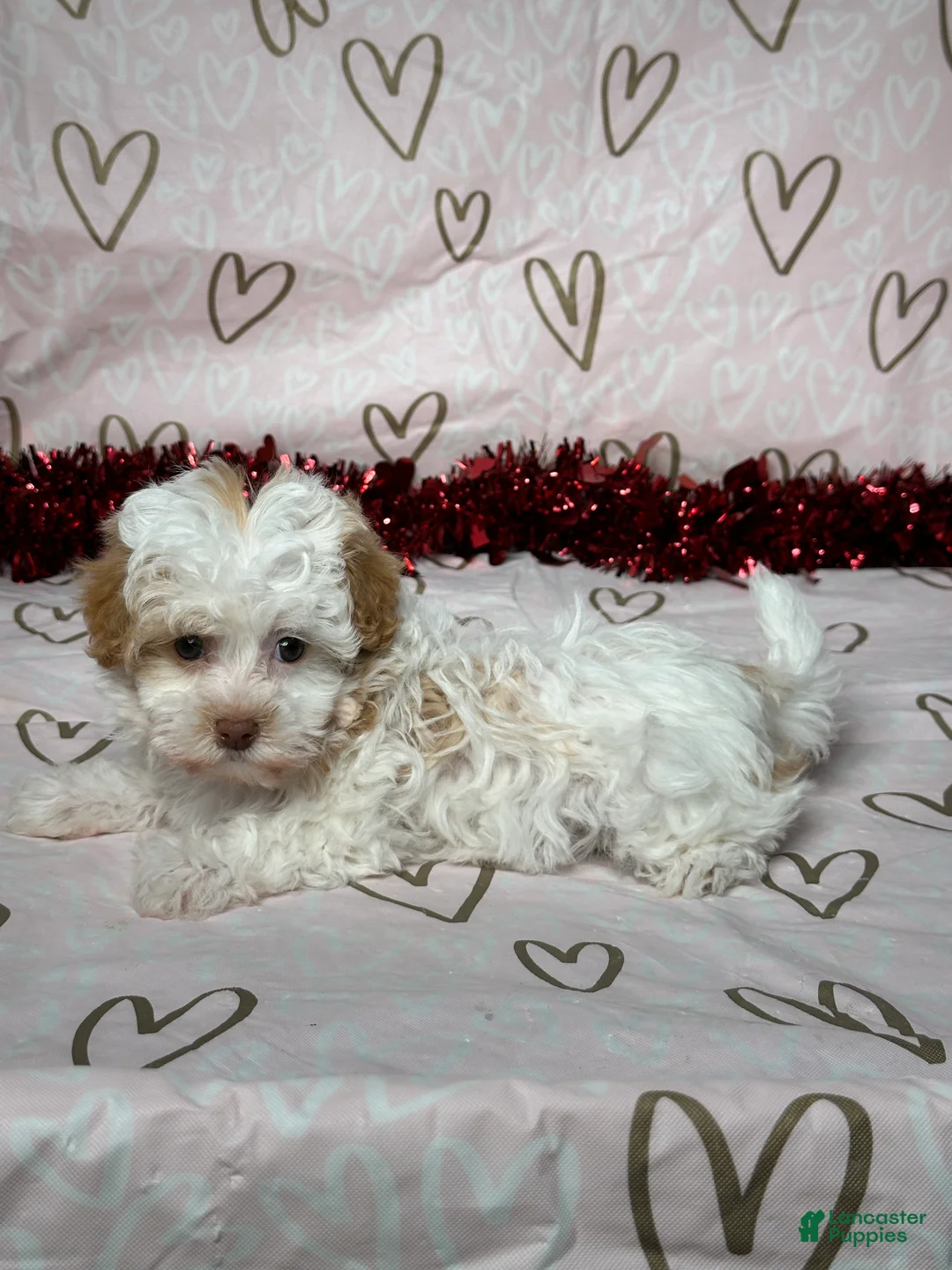 Havapoo dogs for sale: Macy - Ad 4