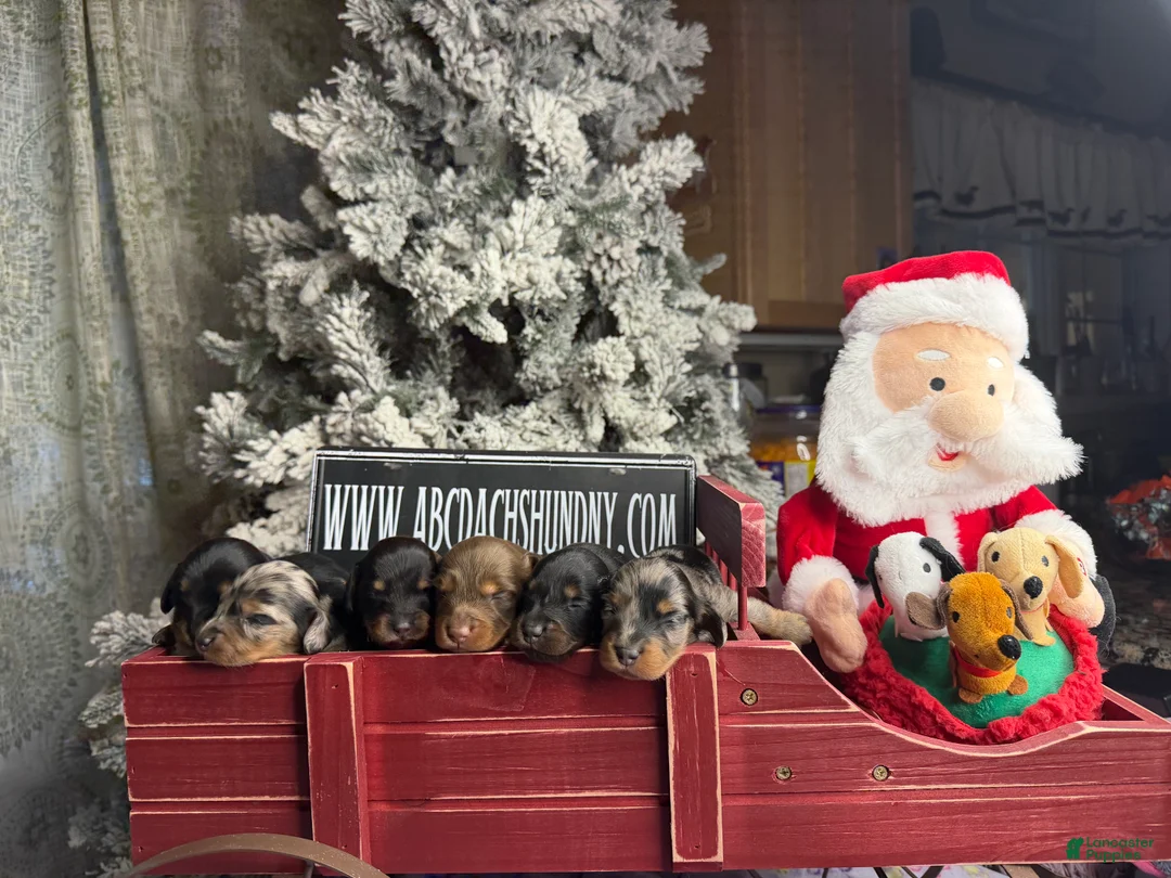 Dachshund dogs for sale: Chocolate mini long coat - Ad 22