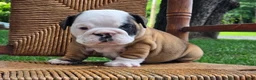 English Bulldog dogs for sale: Burrito - Ad 6