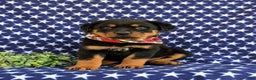 Rottweiler dogs for sale: Bryson - Ad 5