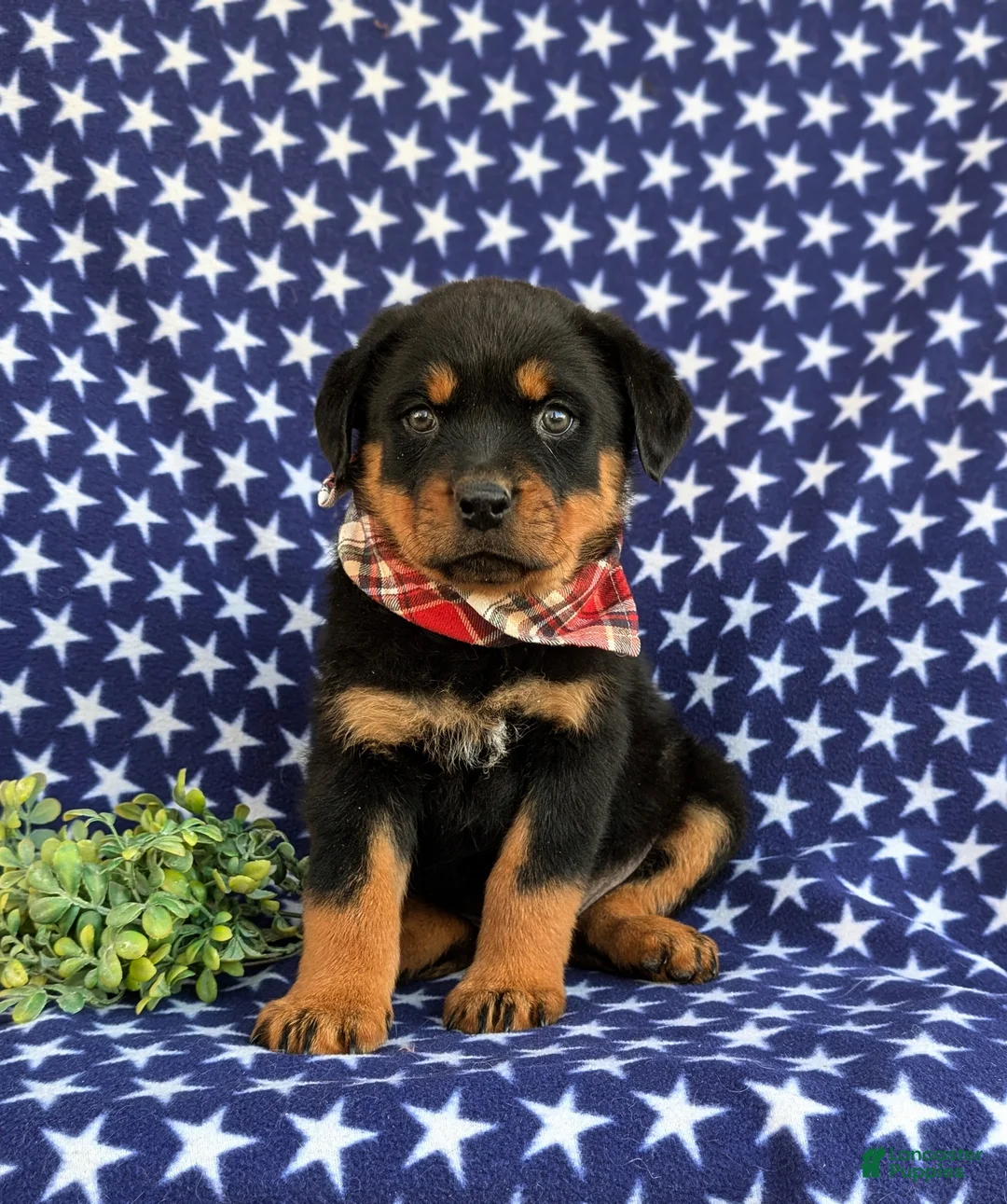 Rottweiler dogs for sale: Bryson - Ad 5