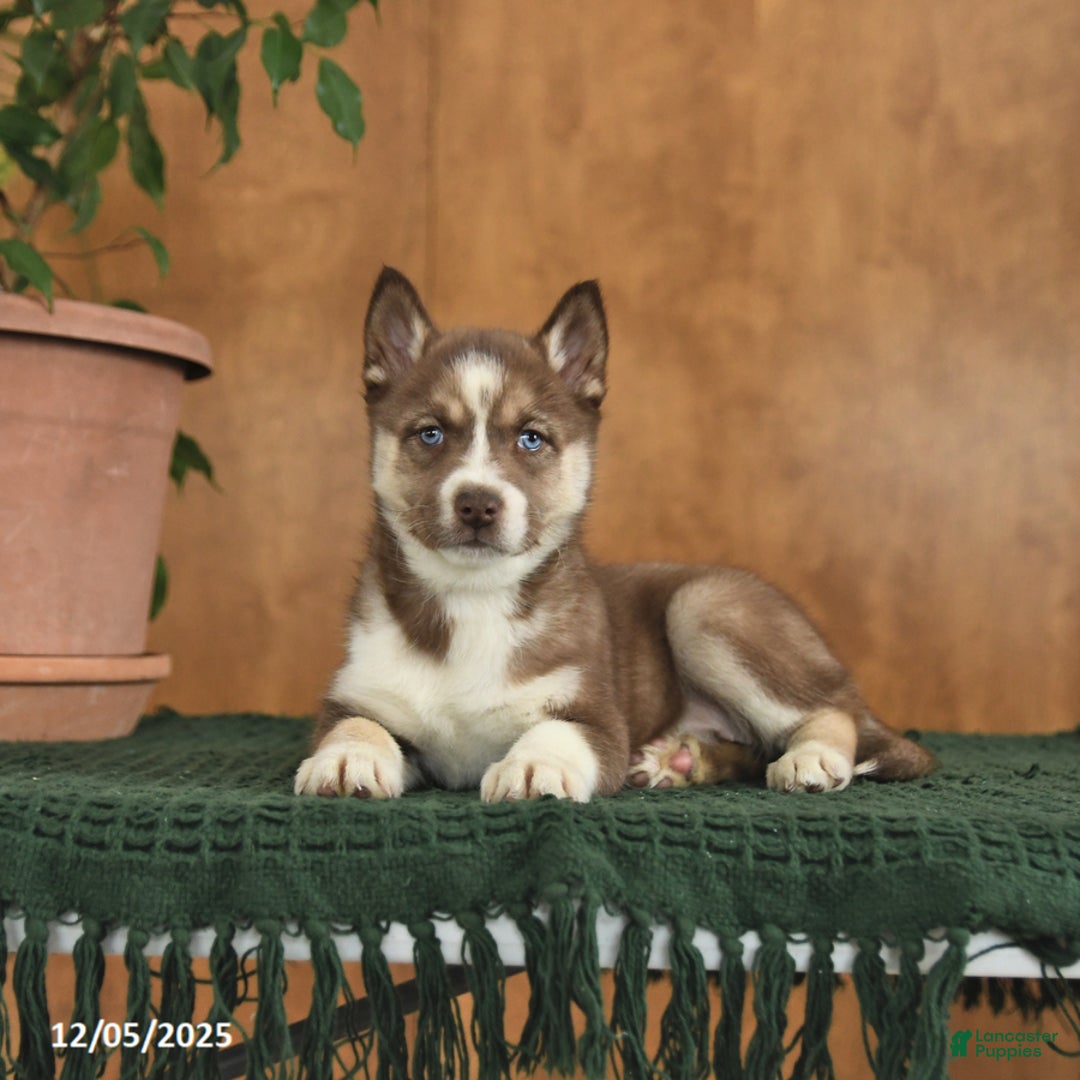 Siberian Husky dogs for sale: Acadia - Ad 4