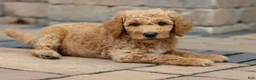 Standard Poodle dogs for sale: Leo - Ad 7