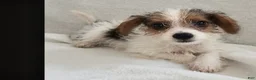 Mixed Breed dogs for sale: Toby - Ad 6