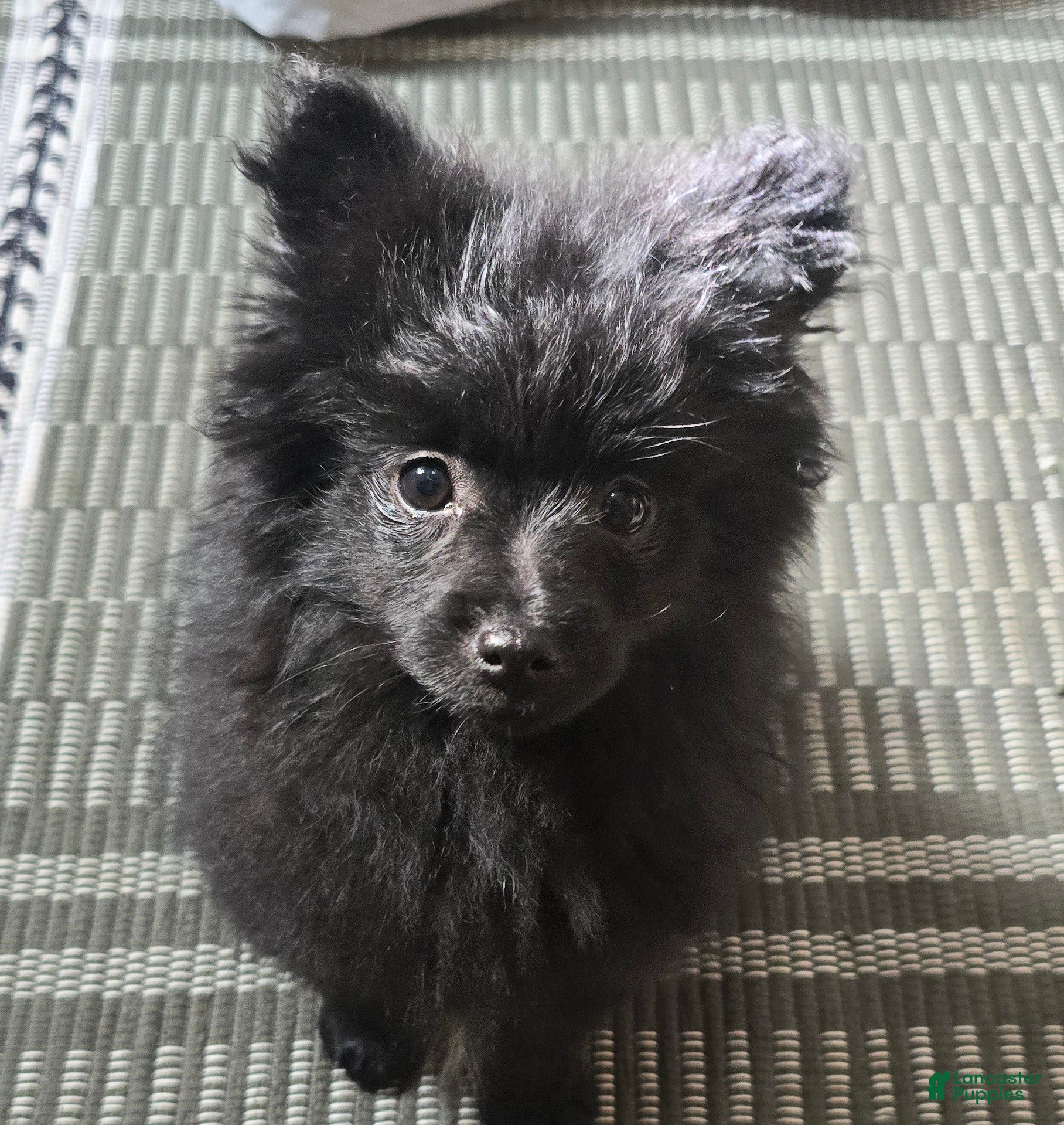 Pomapoo dogs Pomapoo Puppy 2 - Ad 2