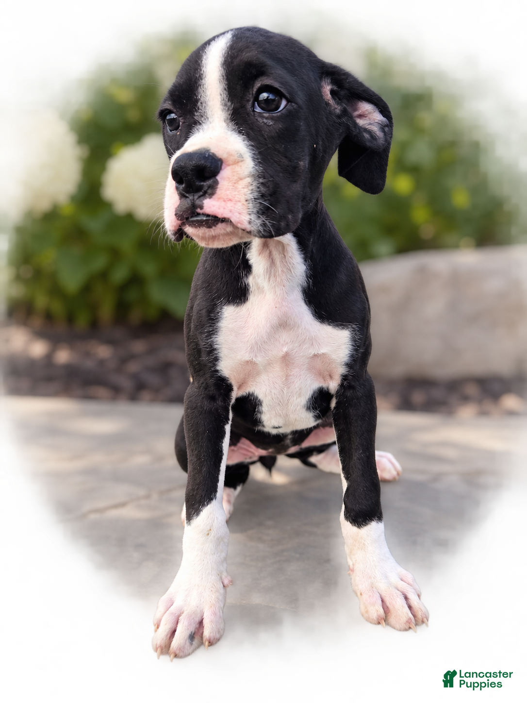 Boxer dogs Bambi - Ad 20