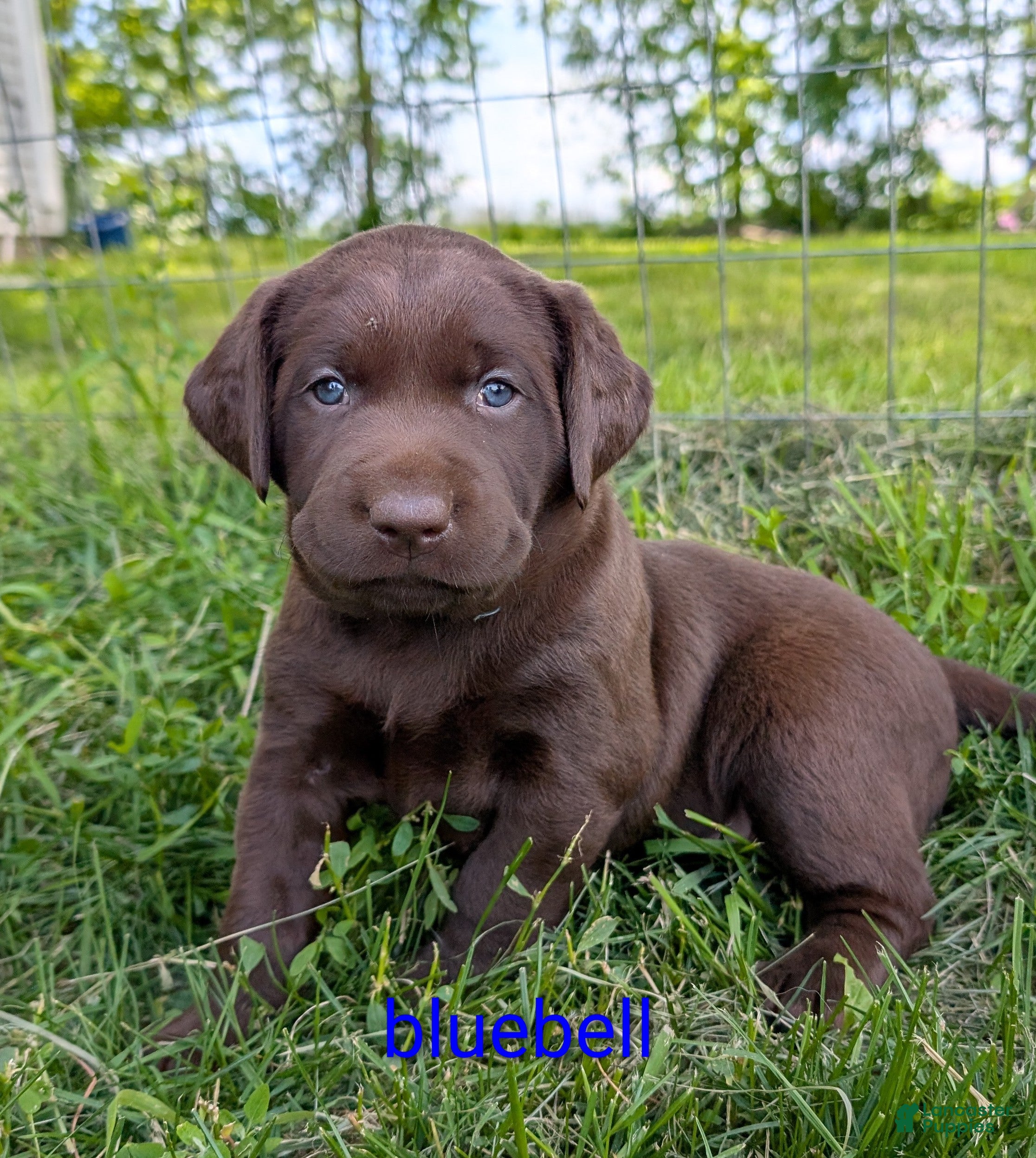 Labrador Retriever dogs Bluebell - Ad 1