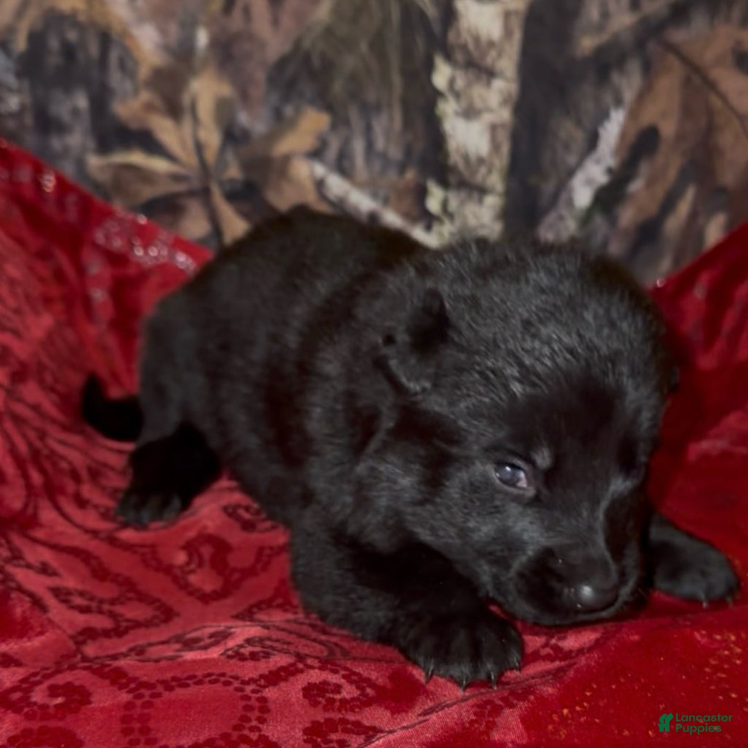 German Shepherd dogs for sale: SCAMPI - Ad 18