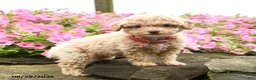 Miniature Poodle dogs for sale: Shortcake - Ad 1