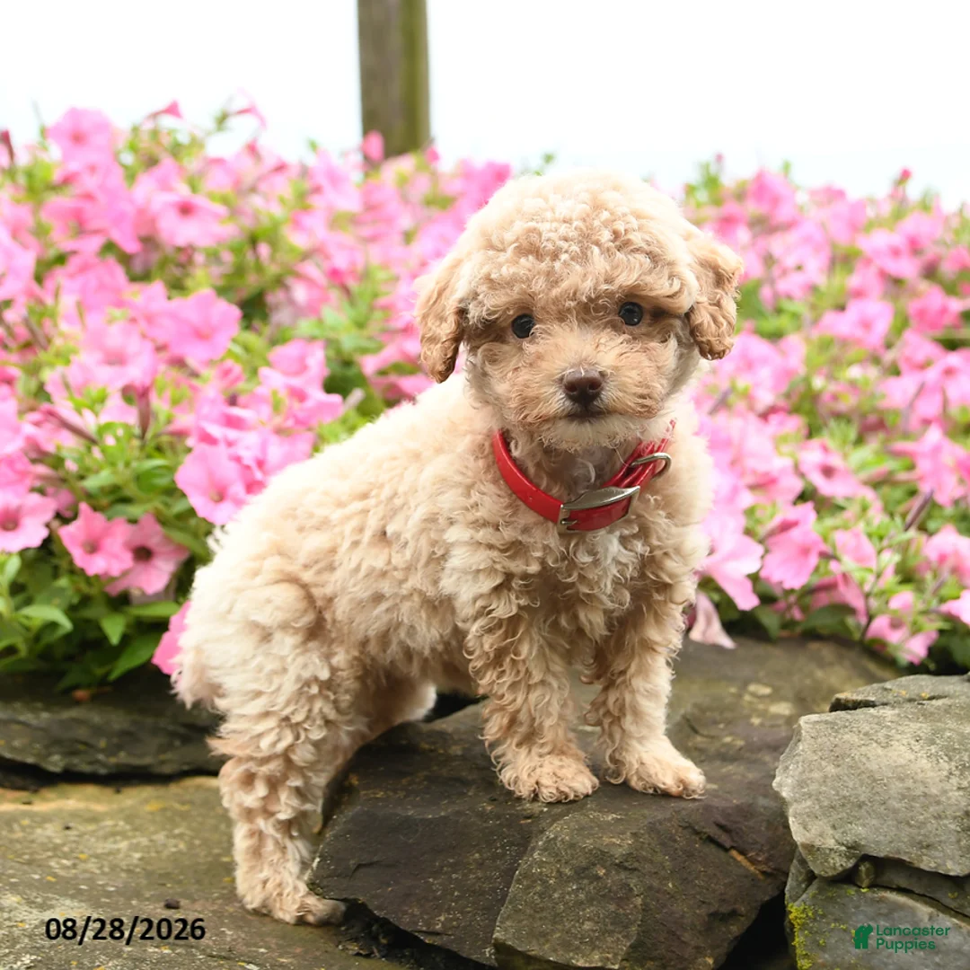 Miniature Poodle dogs for sale: Shortcake - Ad 1