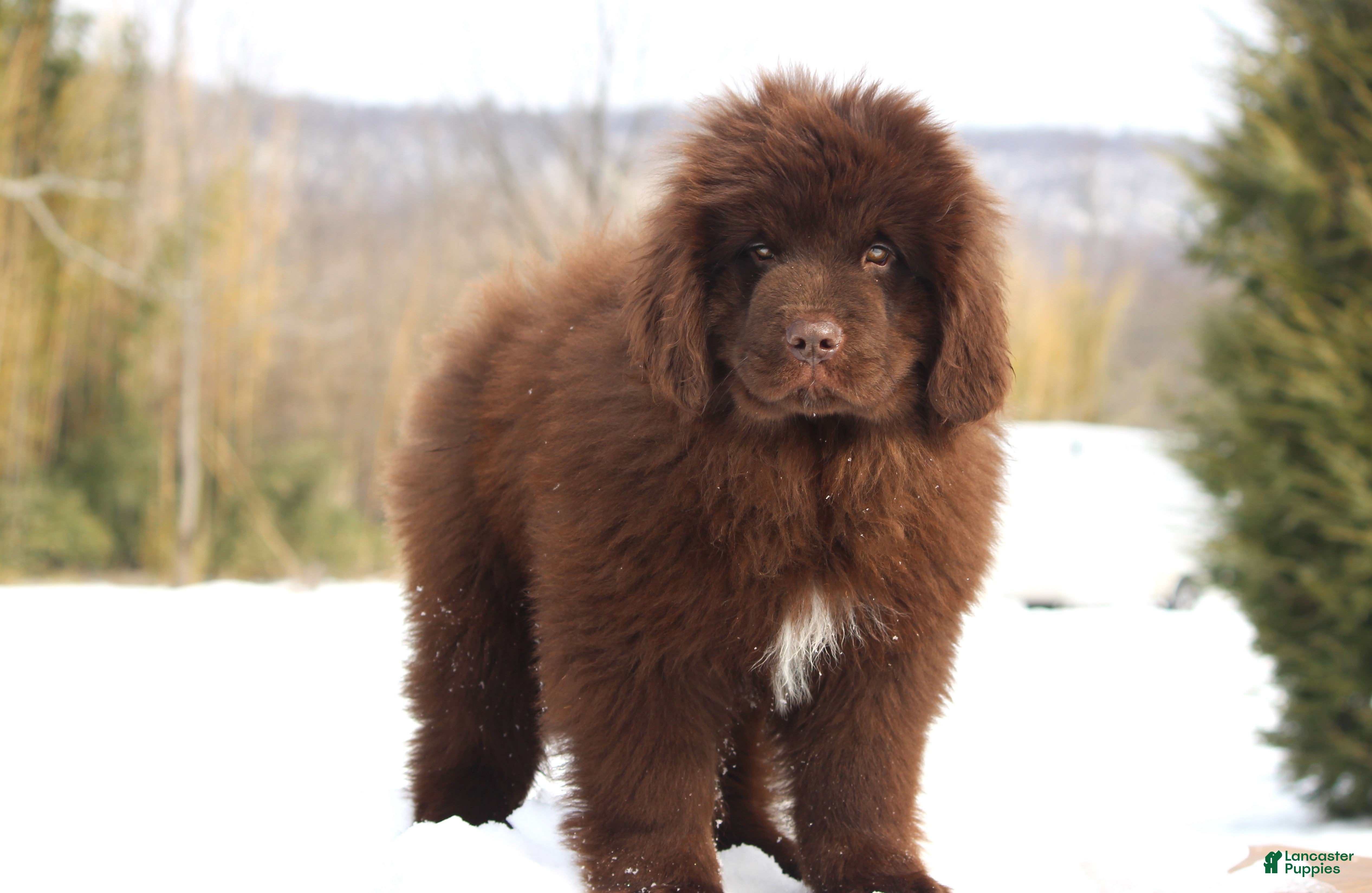 Newfoundland dogs Pansy  - Ad 1