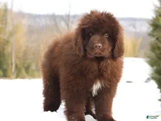 Newfoundland dogs Pansy - Ad 1