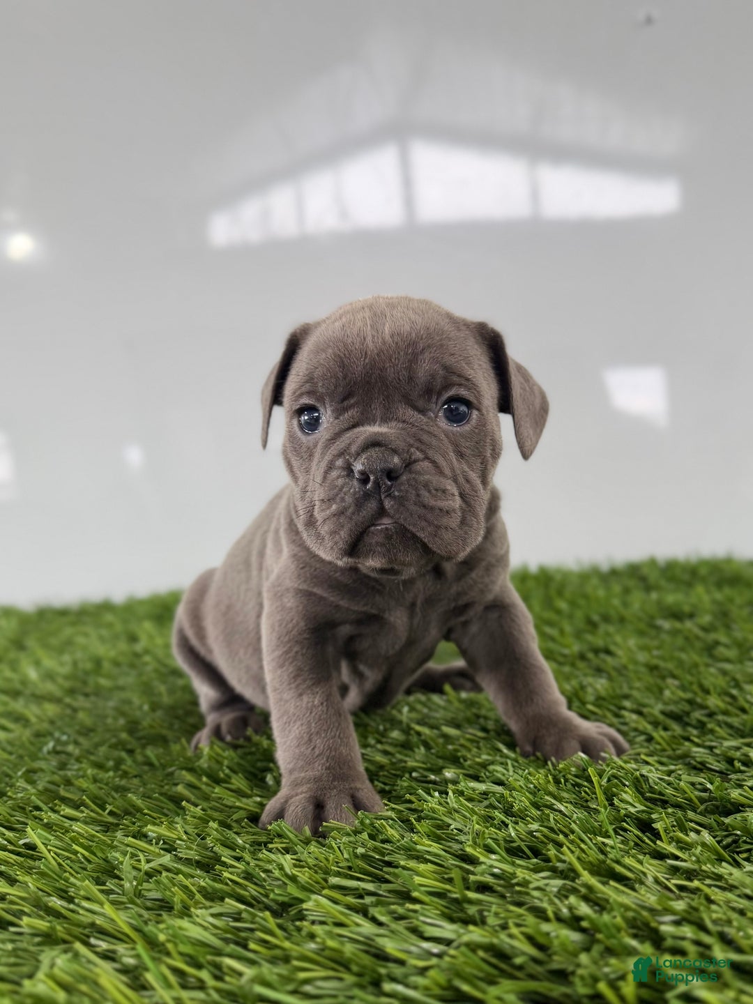 Olde English Bulldogge dogs for sale: Trista  - Ad 2