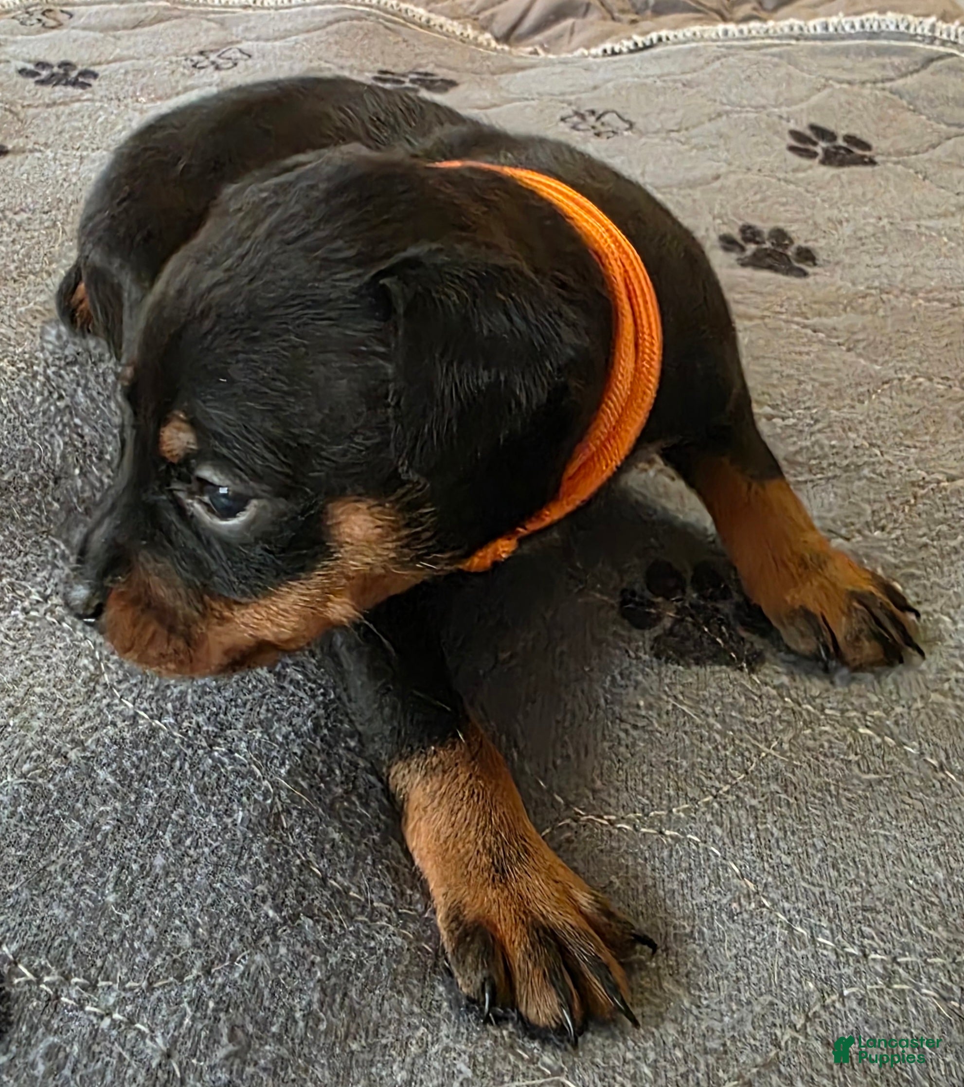 Miniature Pinscher dogs R-Orange  - Ad 2