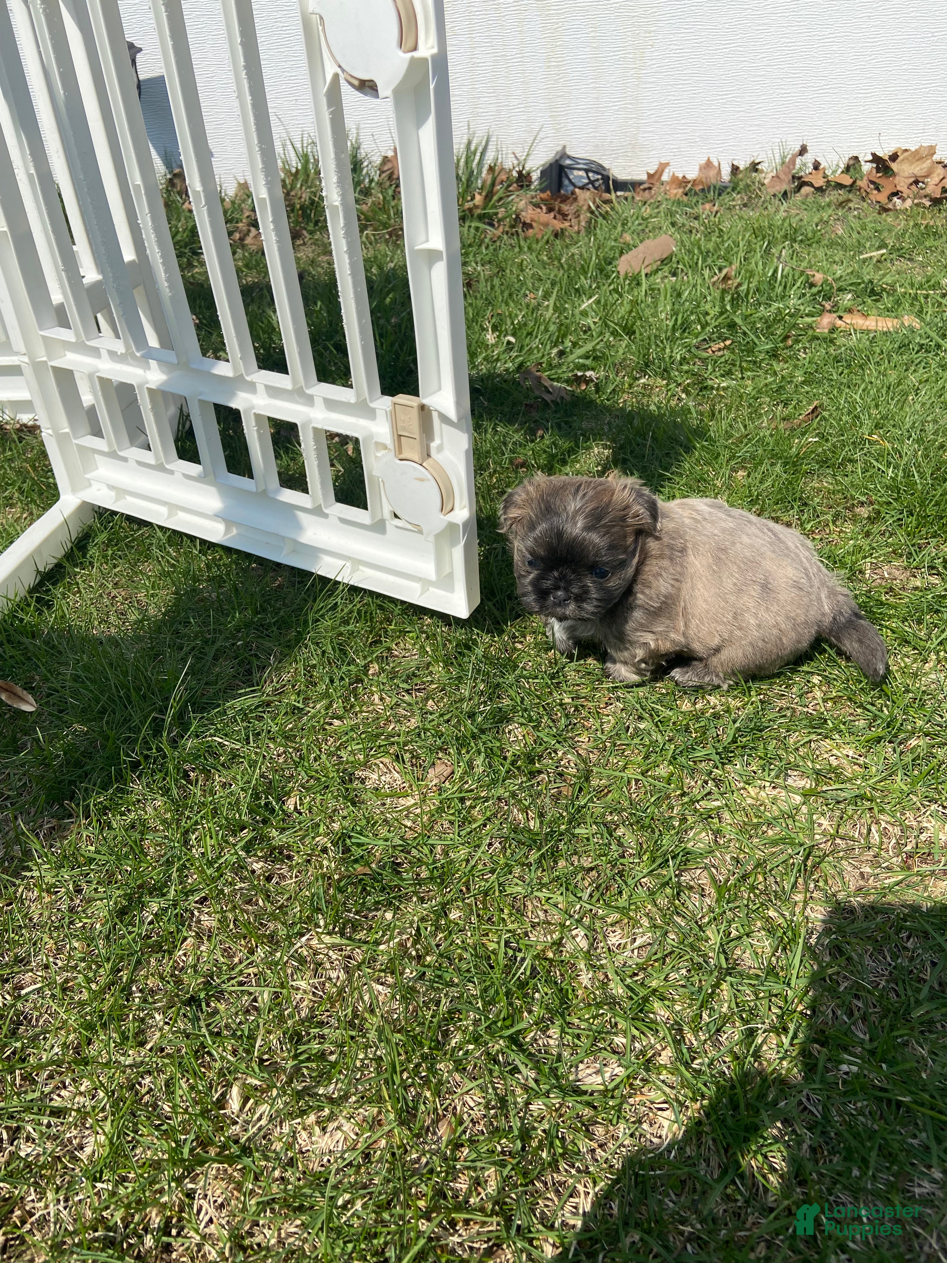 Shih Tzu dogs Shih Tzu Puppy 3 - Ad 27