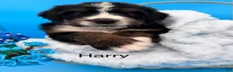 Bernedoodle dogs for sale: Bernedoodle Puppy 6 - Ad 1